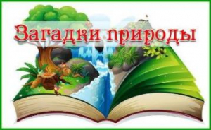 Загадки о природе Детская страничка "МБУК ЦБС"